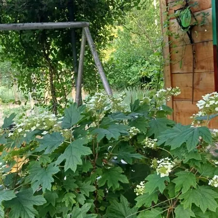 Tresnja Polje-Bijela