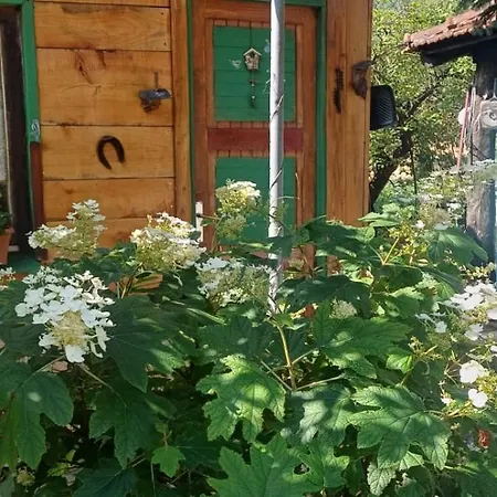 Tresnja Polje-Bijela